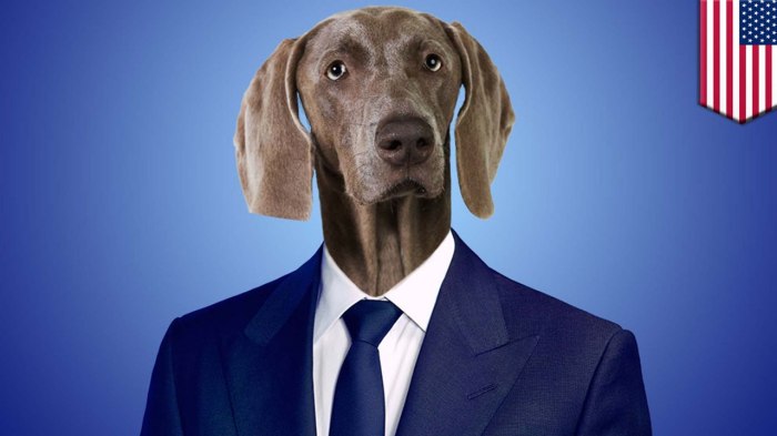 Top dog lawyer