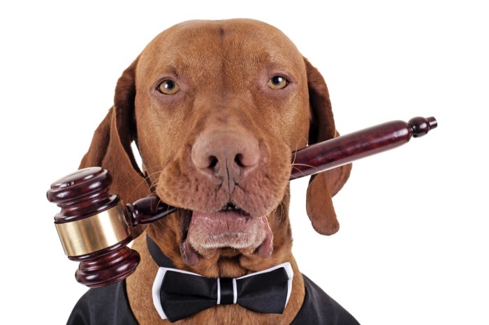 Top dog lawyer