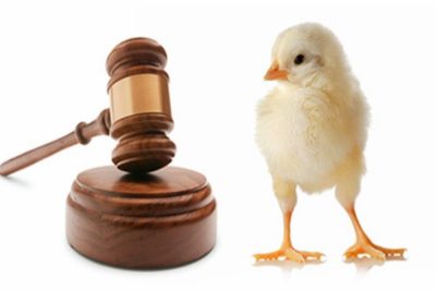 Animal rights attorney